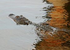 Enlarge photo 414