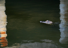 Enlarge photo 415