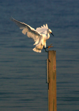 Enlarge photo 301