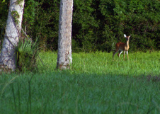Enlarge photo 302