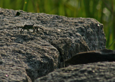 Enlarge photo 303