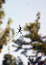 Enlarge photo 305