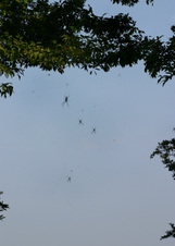 Enlarge photo 306