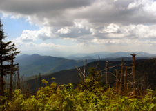 Enlarge photo 521