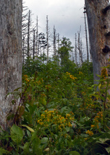 Enlarge photo 522