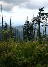 Enlarge photo 524