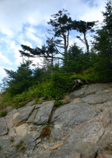 Enlarge photo 525