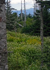 Enlarge photo 533