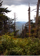 Enlarge photo 535