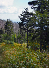 Enlarge photo 540