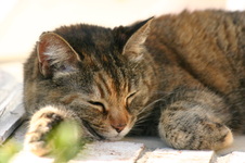 Enlarge photo 83