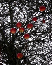 Enlarge photo 46