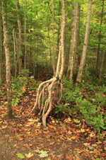 Enlarge photo 183