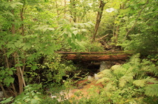 Enlarge photo 231