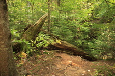 Enlarge photo 253