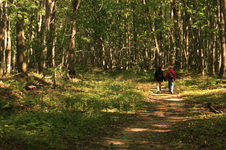 Enlarge photo 254