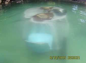 WILDAID // UNDERWATER MEETING