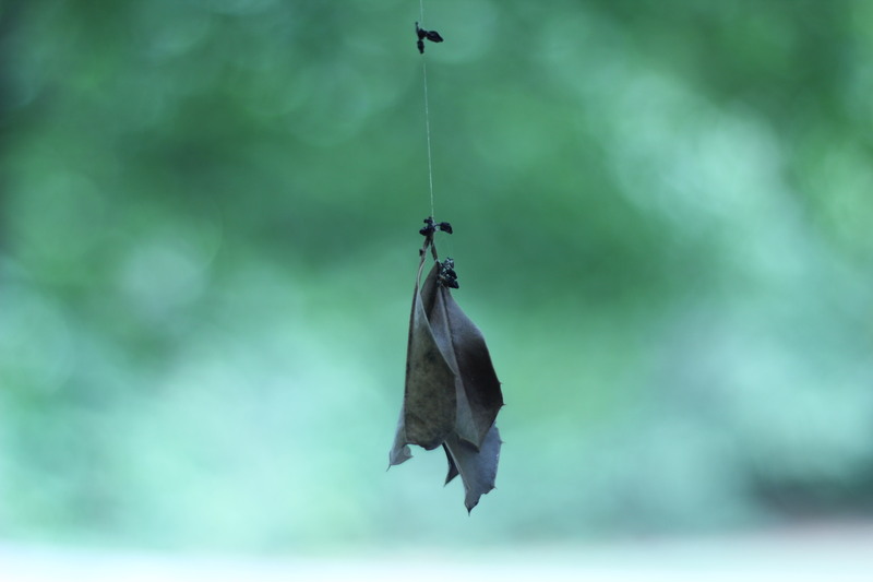 IMAGE: http://photos.imageevent.com/mike929/canon60d/large/352.JPG