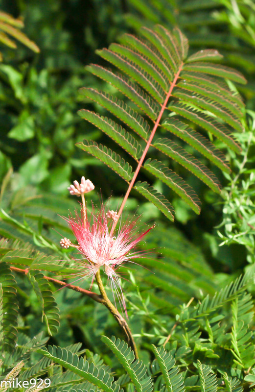 IMAGE: http://photos.imageevent.com/mike929/helenaal/large/IMG_1782.jpg