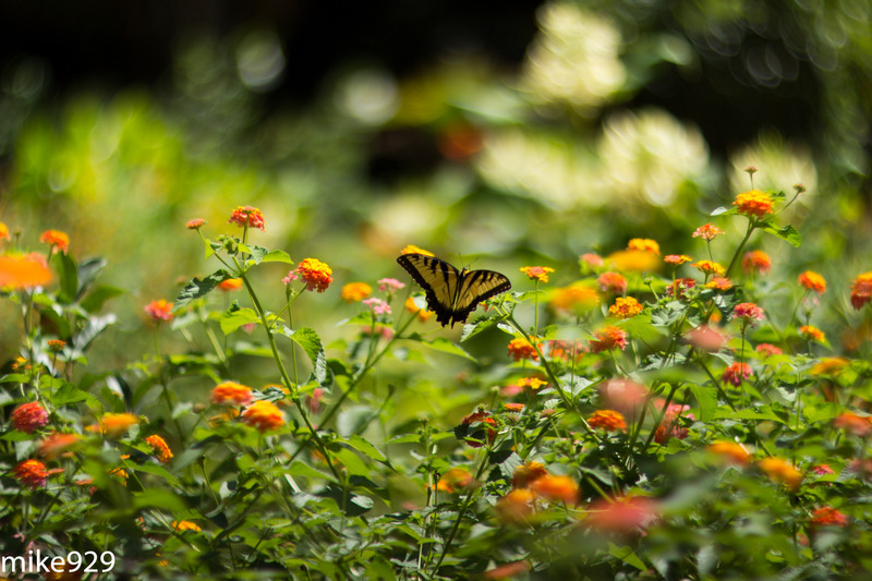 IMAGE: http://photos.imageevent.com/mike929/heliosshots/large/Helios%2085mm%20and%20Piedmont%20158.jpg