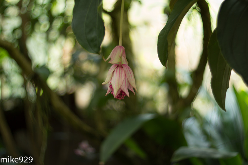 IMAGE: http://photos.imageevent.com/mike929/heliosshots/large/Helios%2085mm%20and%20Piedmont%20201.jpg