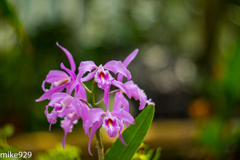 IMAGE: http://photos.imageevent.com/mike929/heliosshots/large/Helios%2085mm%20and%20Piedmont%20203.jpg