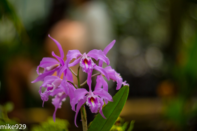 IMAGE: http://photos.imageevent.com/mike929/heliosshots/large/Helios%2085mm%20and%20Piedmont%20204.jpg