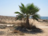 Enlarge photo 110