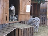 Enlarge photo 39