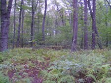Enlarge photo 41