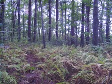 Enlarge photo 43