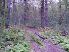 Enlarge photo 49