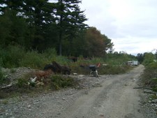 Enlarge photo 55