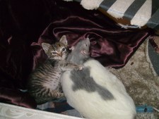 Enlarge photo 3
