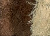 scrap lots of pelts for doll and fairies