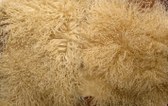 tibetian lambskin
