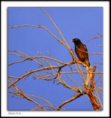 Enlarge photo 207