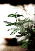 Enlarge photo 175