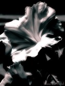 Enlarge photo 150