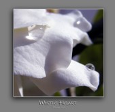 Enlarge photo 206