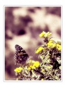 Enlarge photo 79