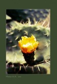 Enlarge photo 177