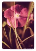 Enlarge photo 44