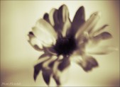Enlarge photo 98