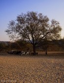 Enlarge photo 61
