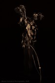 Enlarge photo 33