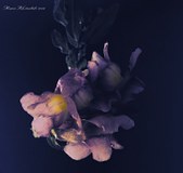 Enlarge photo 47