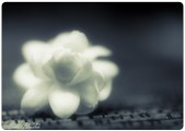 Enlarge photo 147