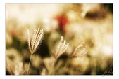 Enlarge photo 115