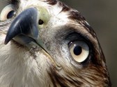 Falconry